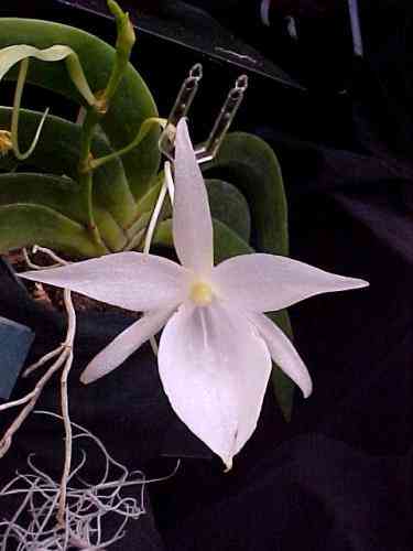 Angraecum leonis